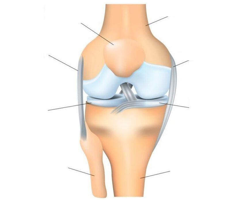 Structure of the knee joint